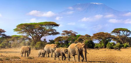 Kenya y el Monte Kilimanjaro como telon de fondo