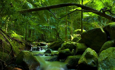 Selva Tropical Daintree