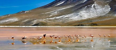Fauna de Atacama