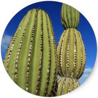 Cactus de las Islas Galapagos