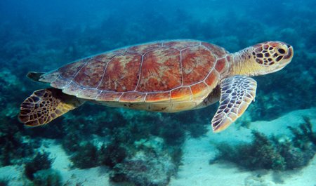 Galapagos: Tortuga
