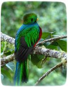 Quetzal: Simbolo de Guatemala