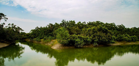 Parque Nacional de Sundarbans