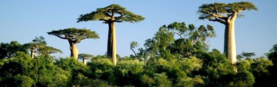 Madagascar: Baobabs