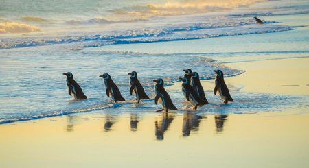 Pinguinos