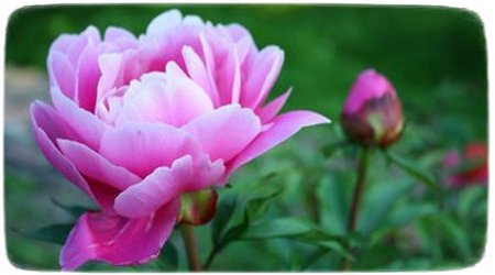 Peonia o Botan