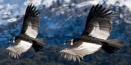 Condores en el Canyon del Colca