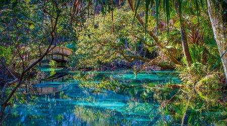 Bosque Nacional Ocala