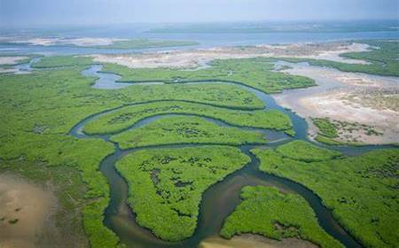 Manglares del Delta Del Saloum