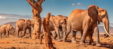 Parque Nacional de Tsavo - Kenia