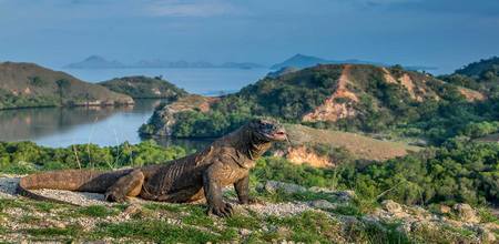Dragon de Komodo - Varanus Komodoensis