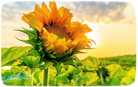 Himawari o Girasol
