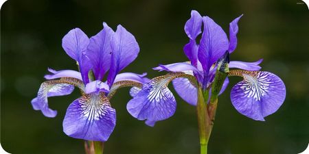 Ayame o Iris