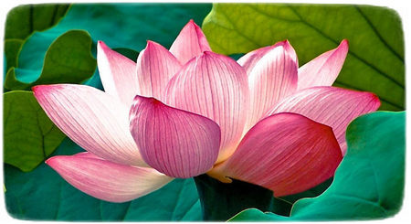 Renge o Lotus