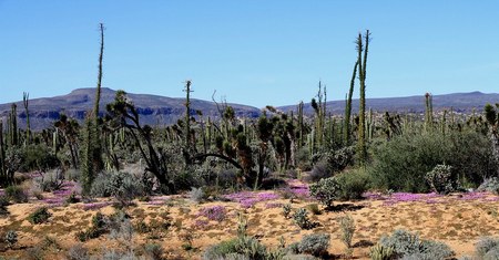 Valle de los Cirios - Baja California