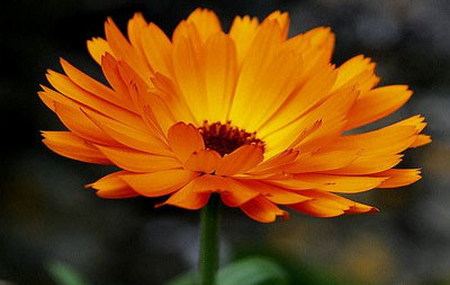 Calendula - Marigold