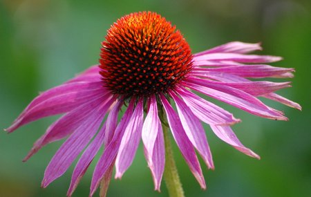 Echinacea Purpurea