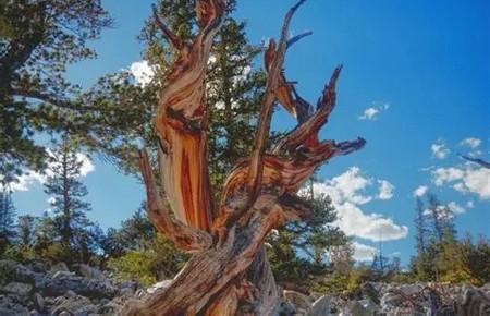 Great Basin National Park - Bristlecone Pine