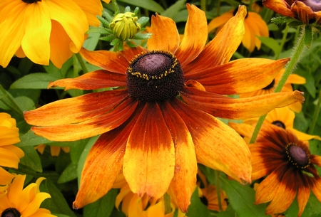 Rudbeckia